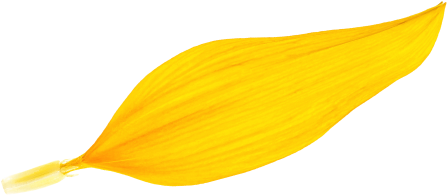 S2 sunflower petal